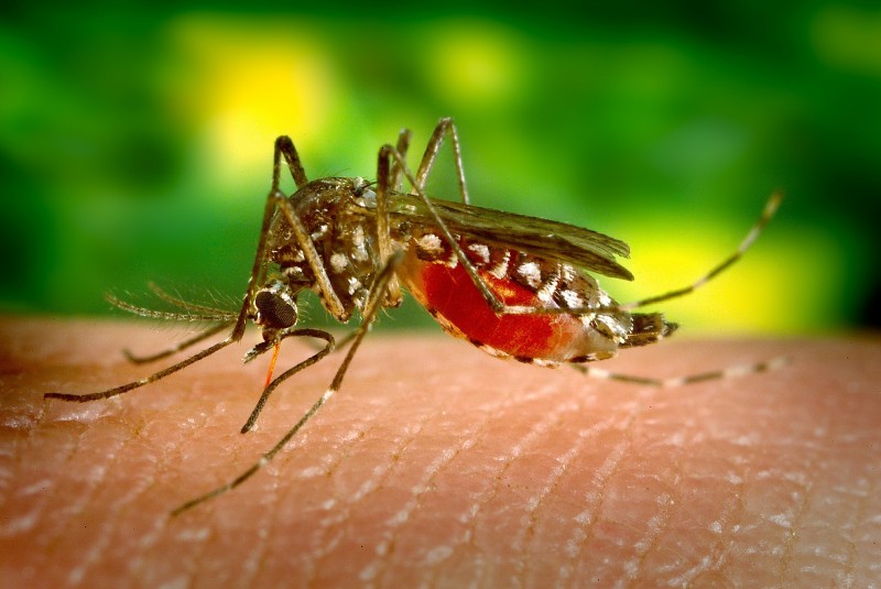 China registra caso de dengue el mismo día que confirmó paciente con peste negra. Noticias en tiempo real