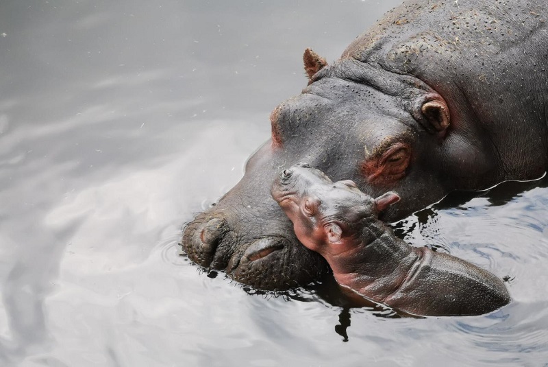 cría-hipopótamo-zacango-edomex