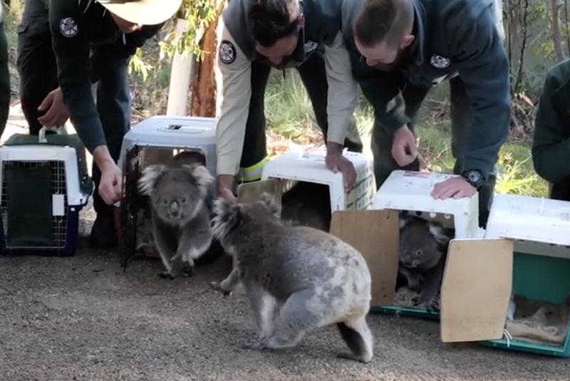 koalas-rescatados-australia