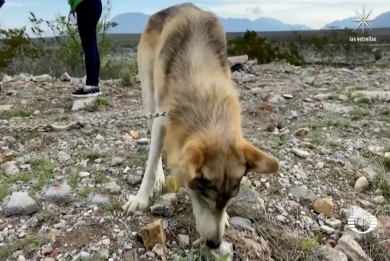 Lobo mexicano se suma a la búsqueda de Lluvia, una niña desaparecida tras las lluvias en Coahuila