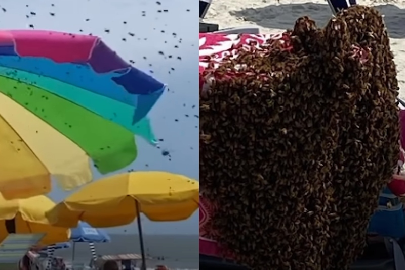 Miles de abejas invaden playa y sorprenden a turistas en EU