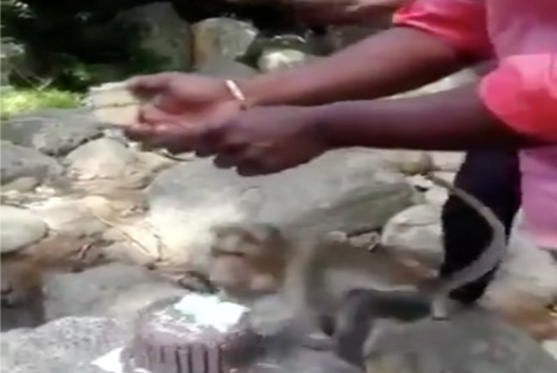 Mono roba un pastel en pleno aniversario de bodas en la India (+video). Noticias en tiempo real