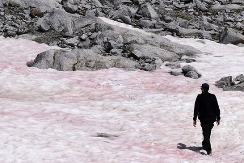 nieve-rosa-cambio-climático-alpes-italia