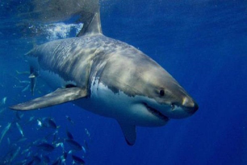 Tiburón-ataca-niño-australia