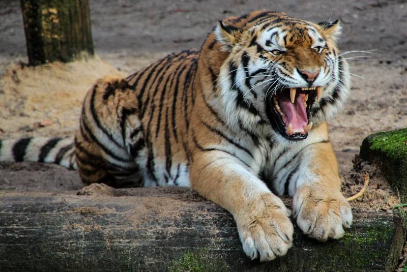 Cuidadora de zoológico muere tras ser atacada por un tigre en Zúrich. Noticias en tiempo real