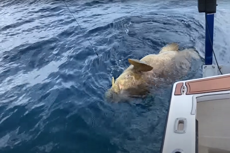 Pez mero gigante tira a dos pescadores por la borda (+video). Noticias en tiempo real