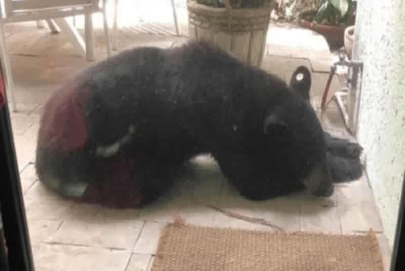 Trasladarán a famoso oso negro de NL a la Sierra de Chihuahua. Noticias en tiempo real