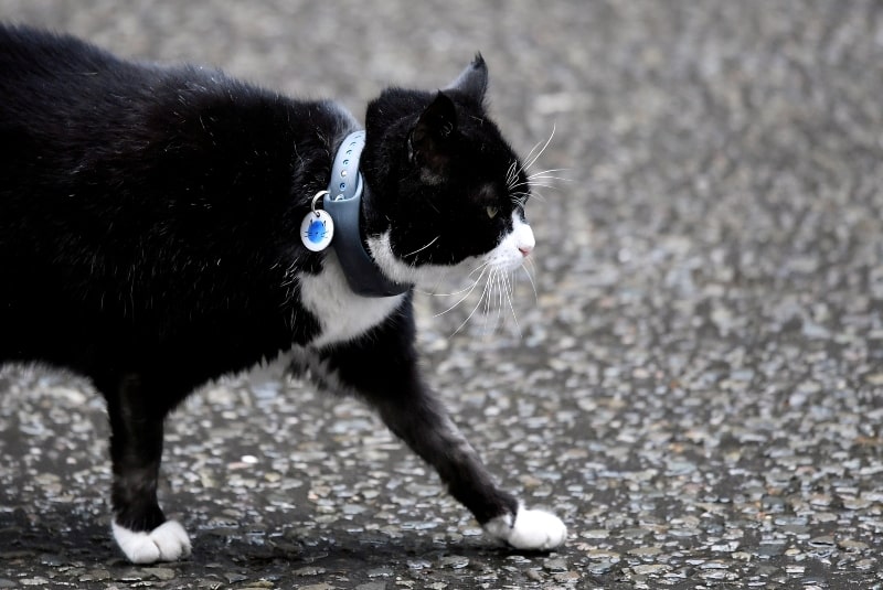 Gato Palmerston, jefe de la Cancillería británica, anuncia su jubilación