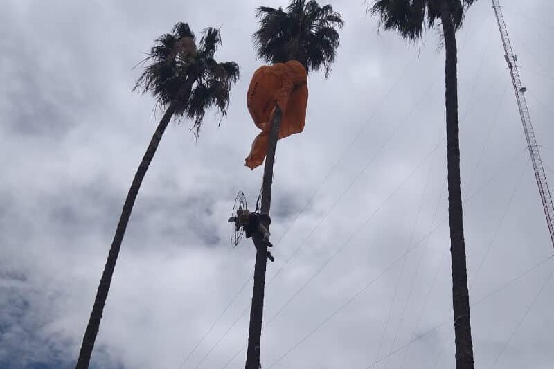 Rescatan a paracaidista enredado en palmera de El Tule, Oaxaca (+fotos+video). Noticias en tiempo real