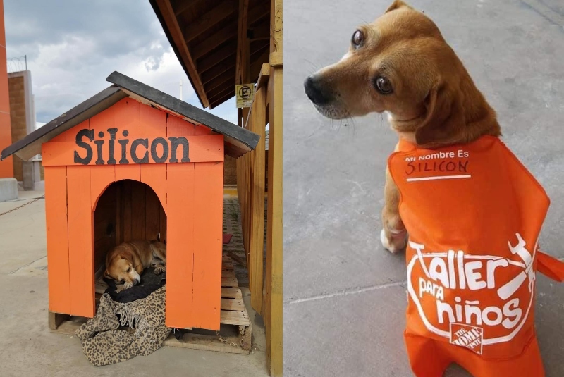Sucursal de Home Depot adopta a perrito callejero; lo llaman Silicón