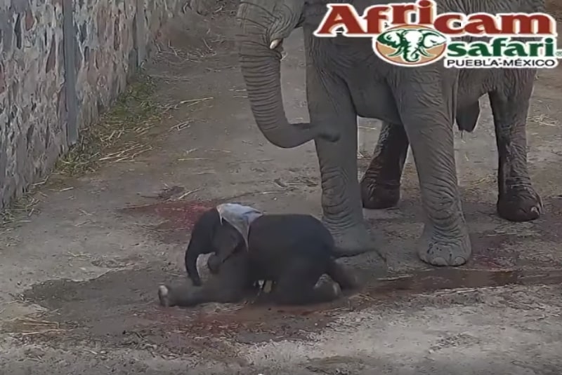 Africam Safari recibe a nuevo integrante; nace elefante de 100 kilógramos (+video). Noticias en tiempo real