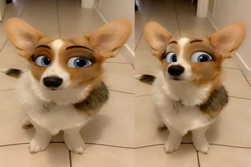Cómo el filtro de Snapchat que a tu perrito en personaje de Disney? - Horas
