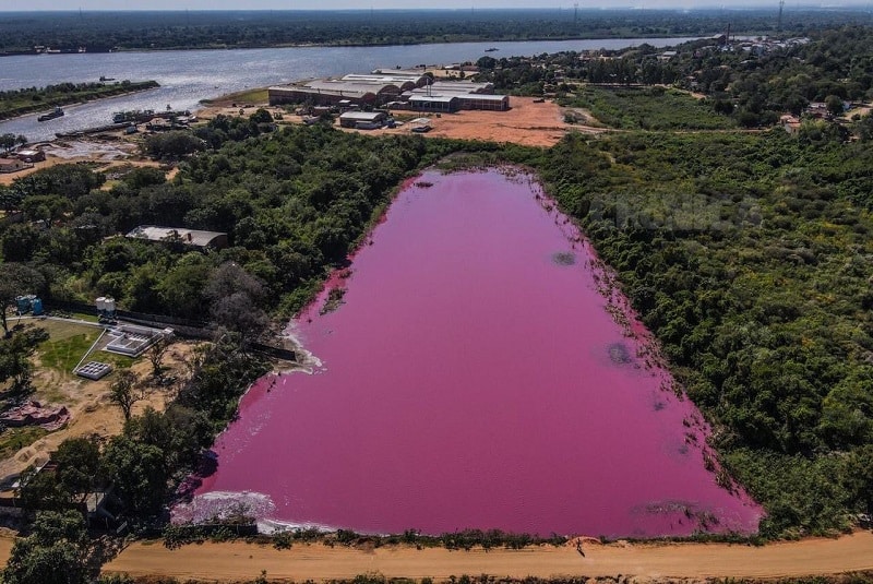 Laguna en Paraguay se tiñe de rojo por la contaminación; mueren miles de peces y aves (+fotos). Noticias en tiempo real