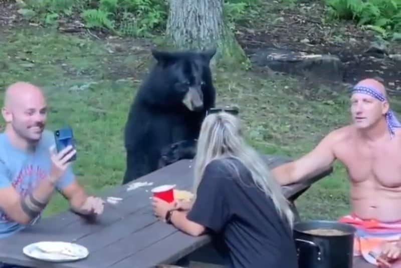 Captan a un oso negro unirse al picnic de una familia; le invitan un pan (+video). Noticias en tiempo real