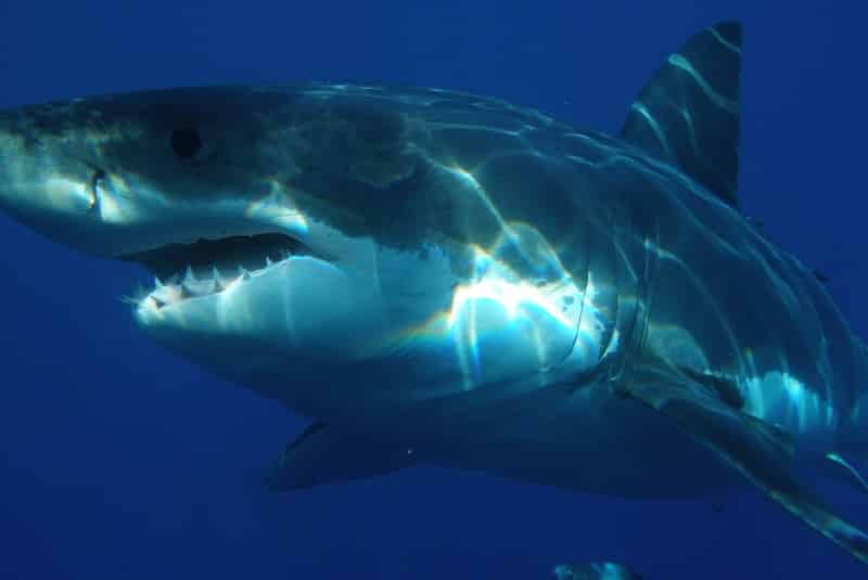 Captan sorprendente vuelo de tiburón blanco que saltó más de cuatro metros (+fotos+video). Noticias en tiempo real