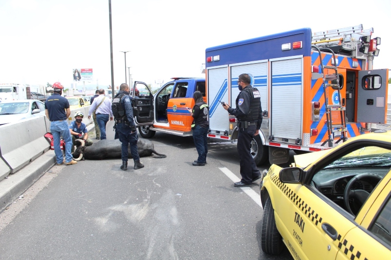 Toro muere atropellado tras escapar en Querétaro (+Video). Noticias en tiempo real