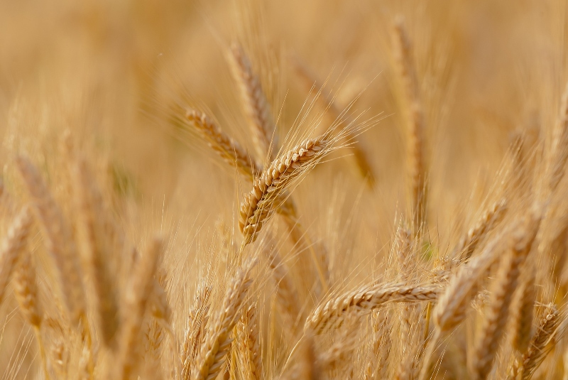 Programa Mundial de Alimentos enviará cargamentos de trigo a Beirut