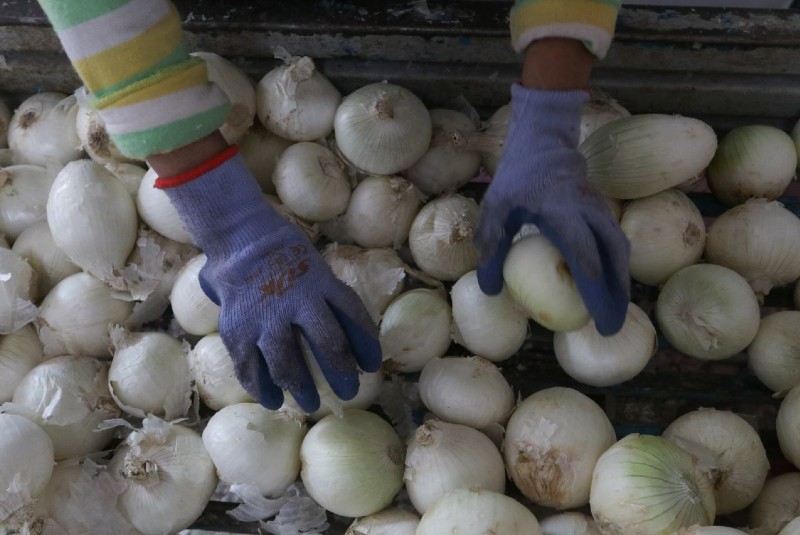 Pollo y cebolla elevan a 4.10% inflación de primera quincena de septiembre 2020: INEGI. Noticias en tiempo real