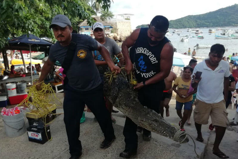 Capturan a cocodrilo en mar de Acapulco (+video+fotos). Noticias en tiempo real