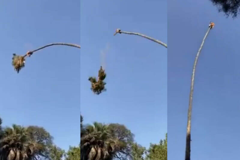 Hombre trepa una palmera para cortar la copa y casi es lanzado por el aire (+video). Noticias en tiempo real