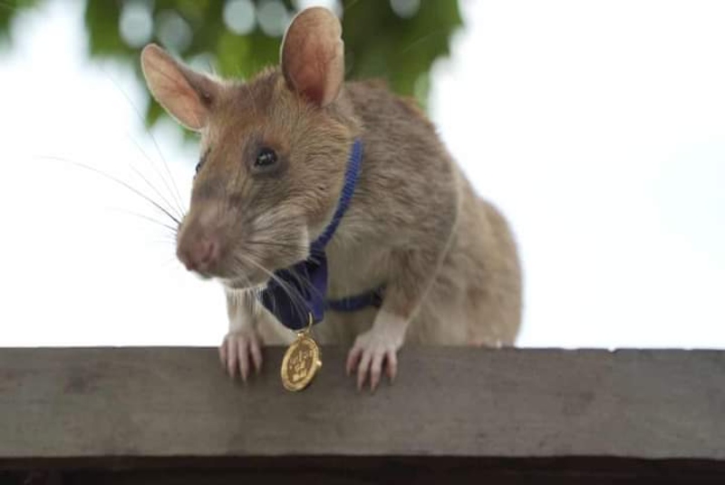 Conoce a Magawa, la rata que recibió una medalla de oro por detectar minas terrestres y explosivos (+fotos). Noticias en tiempo real