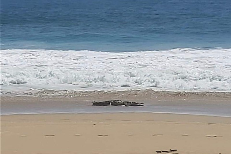 Alertan por presencia de cocodrilo de tres metros de largo en costa de Acapulco. Noticias en tiempo real
