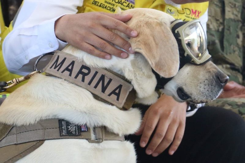 Héroes de cuatro patas; recordemos a los perros rescatistas del 19S (+fotos). Noticias en tiempo real