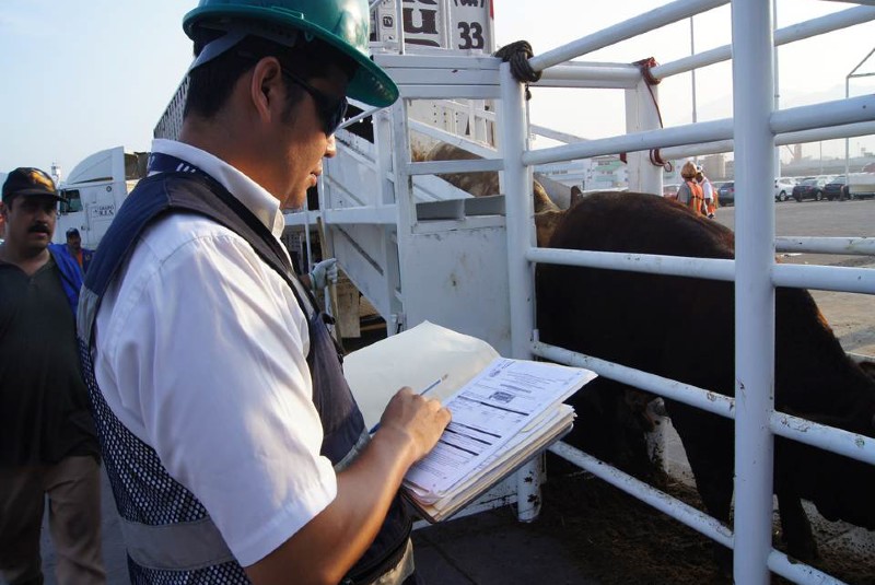 Crece 6% exportación mexicana de ganado bovino a EU. Noticias en tiempo real