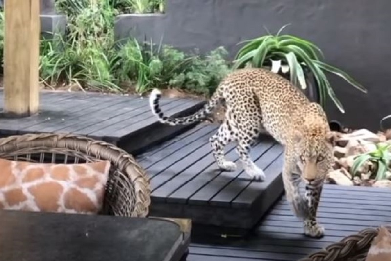 graban-a-leopardo-cazandodentro-de-hotel-en-sudáfrica
