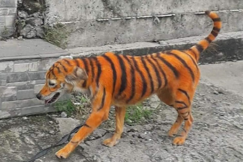 perrito-pintado-como-tigre