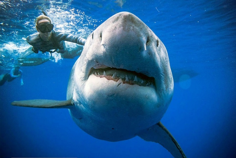 tiburón-mujer-embarazada-salva-a-su-esposo