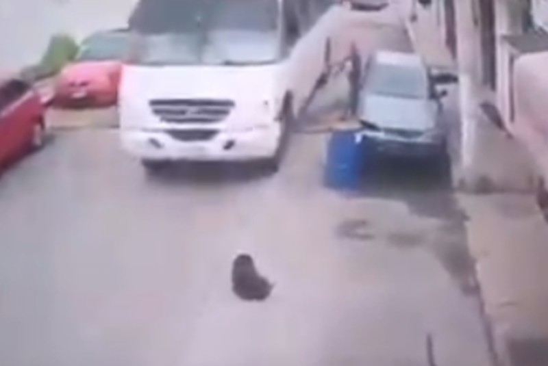 Sin razón, captan a transporte público atropellar a perrito en Naucalpan (+video). Noticias en tiempo real
