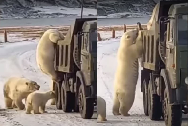 Captan a osos polares buscando comida en un camión de basura (+video). Noticias en tiempo real