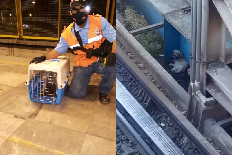 Tras reporte en redes sociales, personal del Metro rescata a perrito extraviado en las vías (+video). Noticias en tiempo real