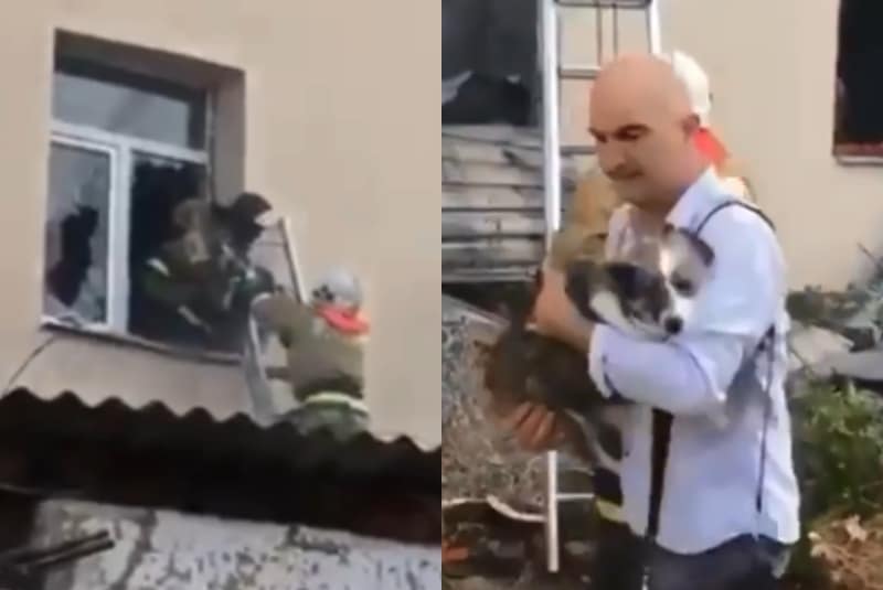Rescatistas salvan a perrito de un edificio en llamas (+video). Noticias en tiempo real