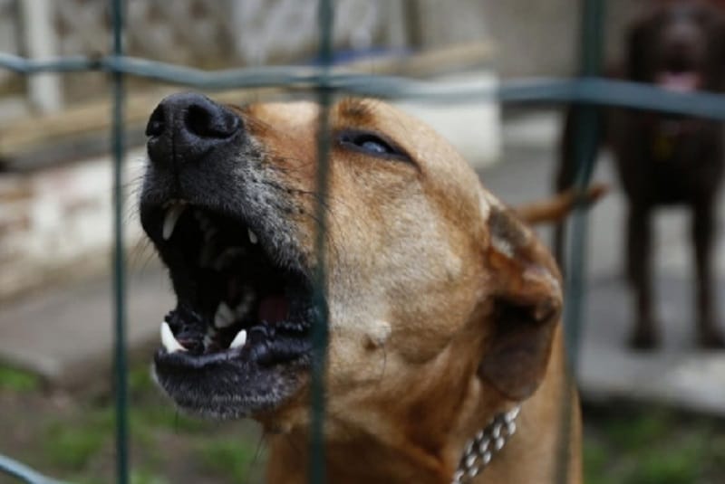 perros-agresivos-atacan-a-mujer-y-a-sus-mascotas