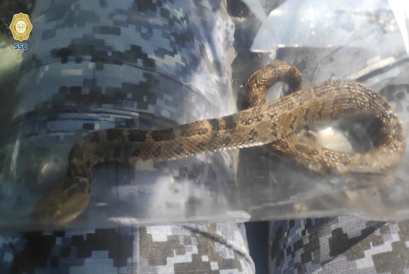 Alerta por aparición de serpientes en la CDMX. Noticias en tiempo real