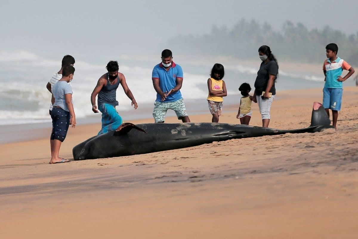 Cientos de ballenas piloto quedaron varadas en la playa de Panadura, Sri Lanka
