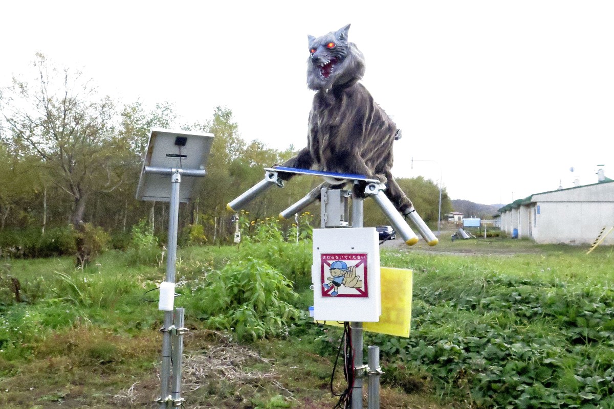 Una ciudad japonesa desplegó lobos robot en un esfuerzo por ahuyentar a los osos