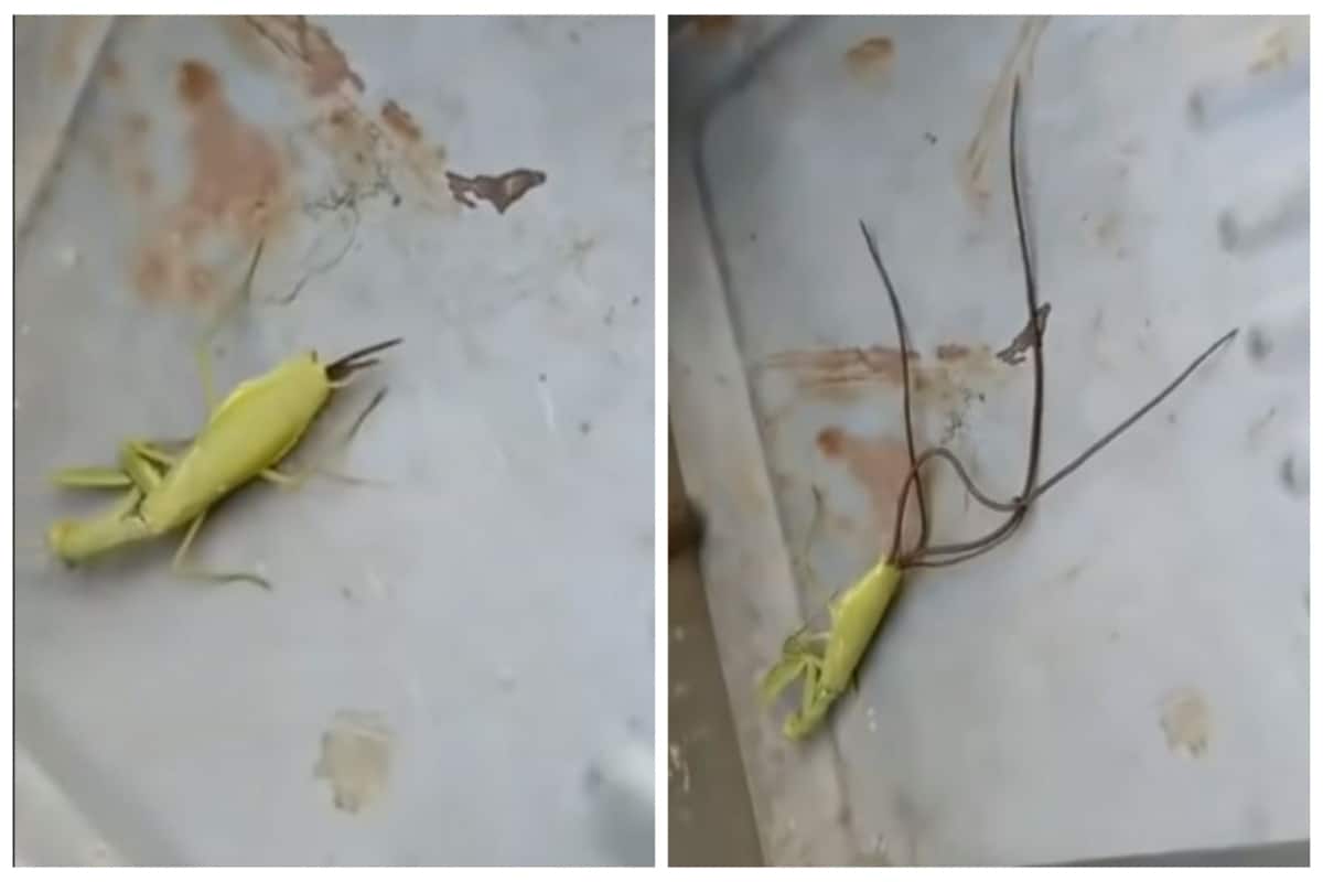 En un video que circuló en Reddit, se observa cómo del interior de una mantis muerta emergen lo que podrían ser descritos como 'tentáculos', mismos que alcanzan un tamaño mucho mayor que la del insecto