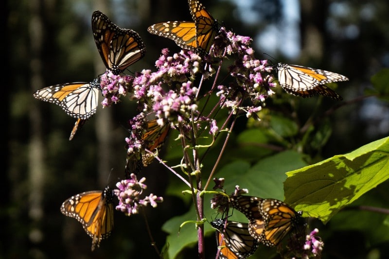 Foto: Archivo| mariposas Monarca