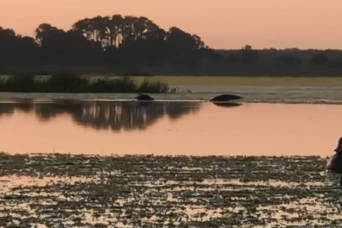 Por medio de un video que circuló en Instagram, se puede observar el momento en que un gigante cocodrilo