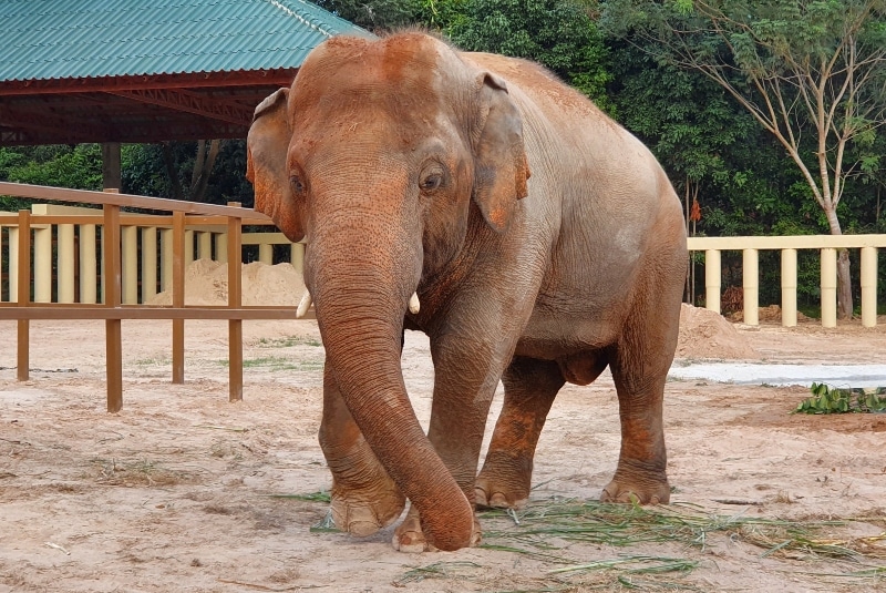 Esta es la historia de Kaavan, el elefante al que Cher le salvó la vida (+fotos). Noticias en tiempo real