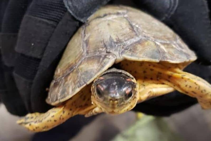 Rescatan ocho tortugas escondidas en calcetas en el Aeropuerto de SLP (+fotos)