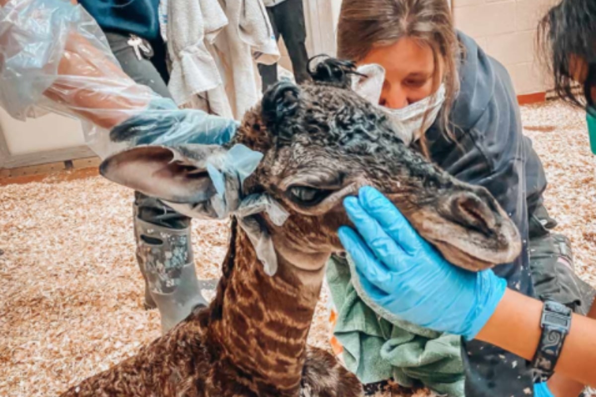 Una necropsia arrojó que la jirafa presentó un traumatismo en el cuello, sin embargo, continuarán con las pruebas necesarias para determinar la causa exacta de muerte