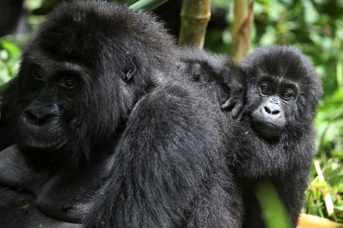 “Durante mucho tiempo ha sido de preocupación la transmisión de humano a animales, pero nuestros amados gorilas, obviamente son de preocupación”