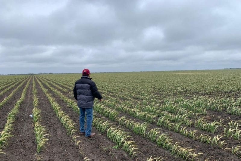 Agricultura reporta afectaciones por frente frío y tormenta invernal en cultivos de Coahuila, Nuevo León y Tamaulipas