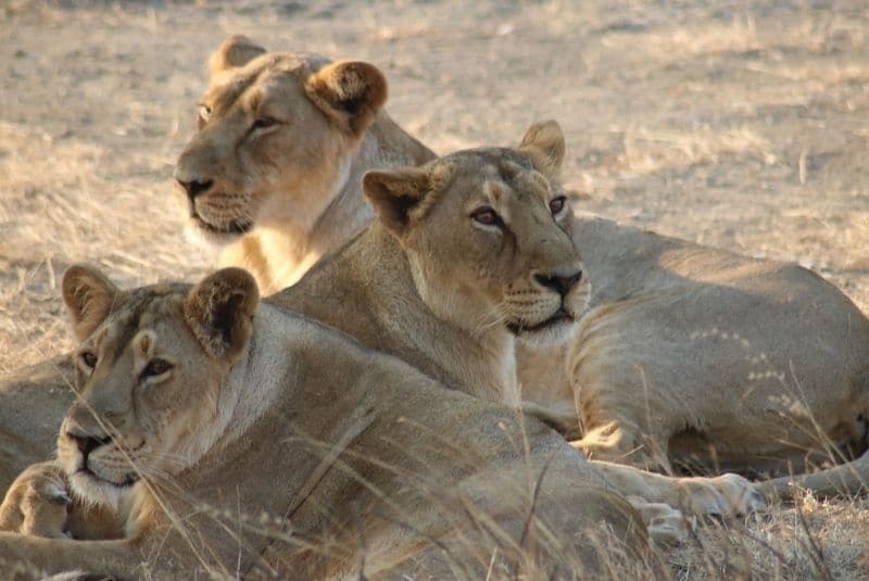 La enfermedad de Carré amenaza a las últimas manadas de leones asiáticos