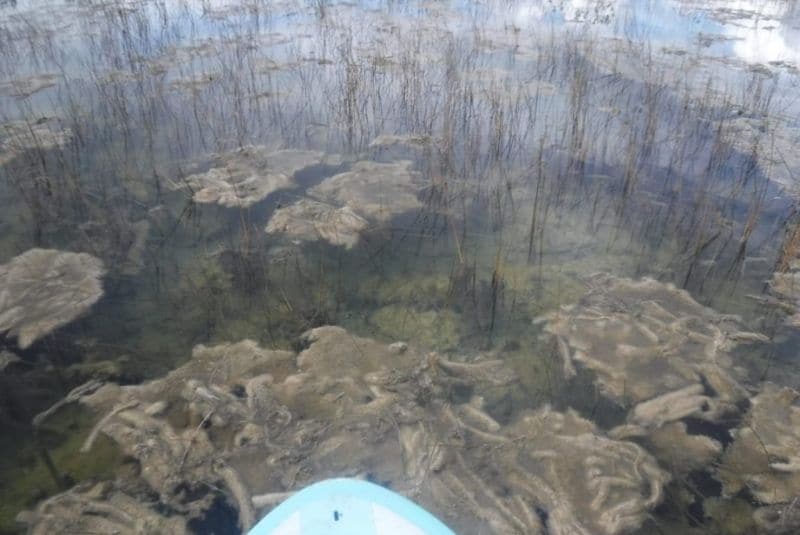 Ambientalistas analizan recuperación de la Laguna de Bacalar