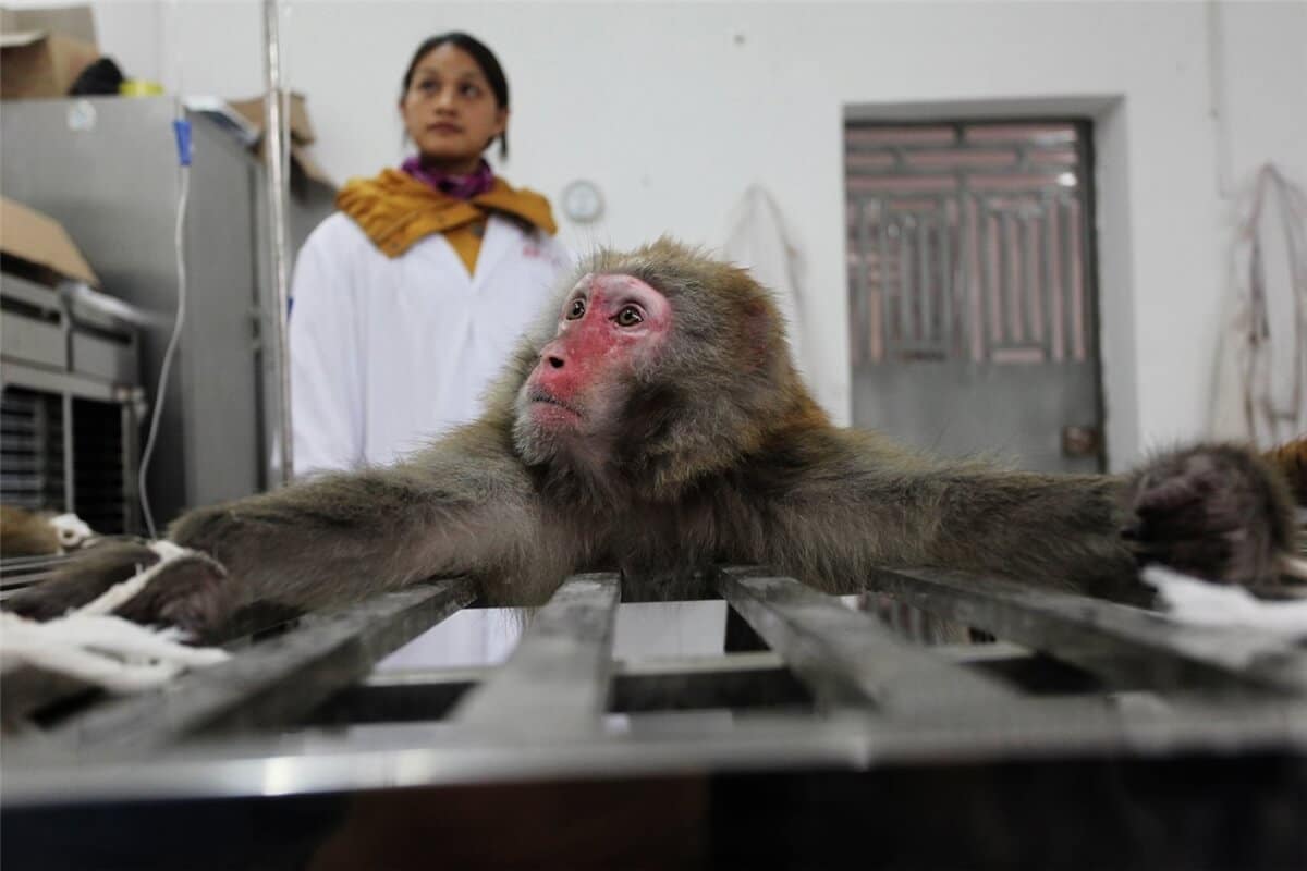 "Tenemos las instalaciones para monos más bonitas del mundo. Queremos que jueguen al mind-Pong entre ellos", agregó Musk